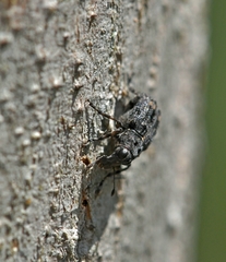 Tropideres naevulus