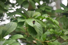 Melanis electron