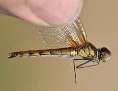 Sympetrum cordulegaster
