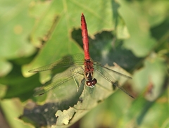Sympetrum parvulum