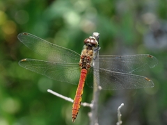 Sympetrum cordulegaster