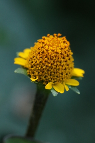 Spotflowers (Acmella ciliata)