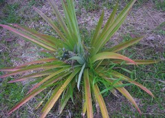 Ananas comosus comosus