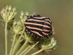 Graphosoma rubrolineatum