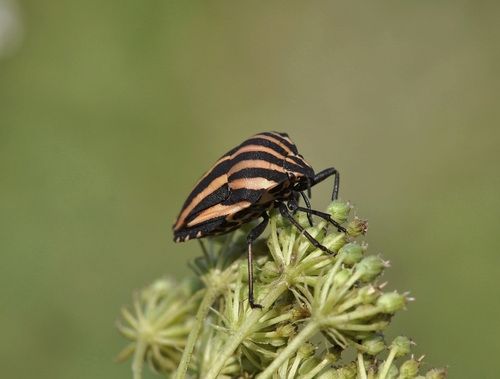 Graphosoma rubrolineatum
