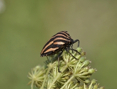 Graphosoma rubrolineatum