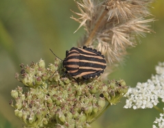 Graphosoma rubrolineatum