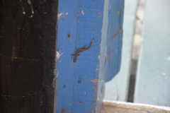 Sphaerodactylus molei