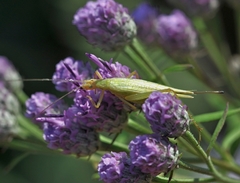 Oecanthus longicauda