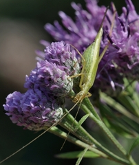 Oecanthus longicauda
