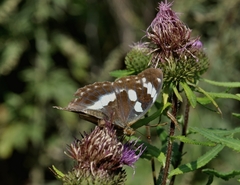 Argynnis sagana