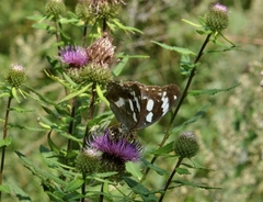 Argynnis sagana