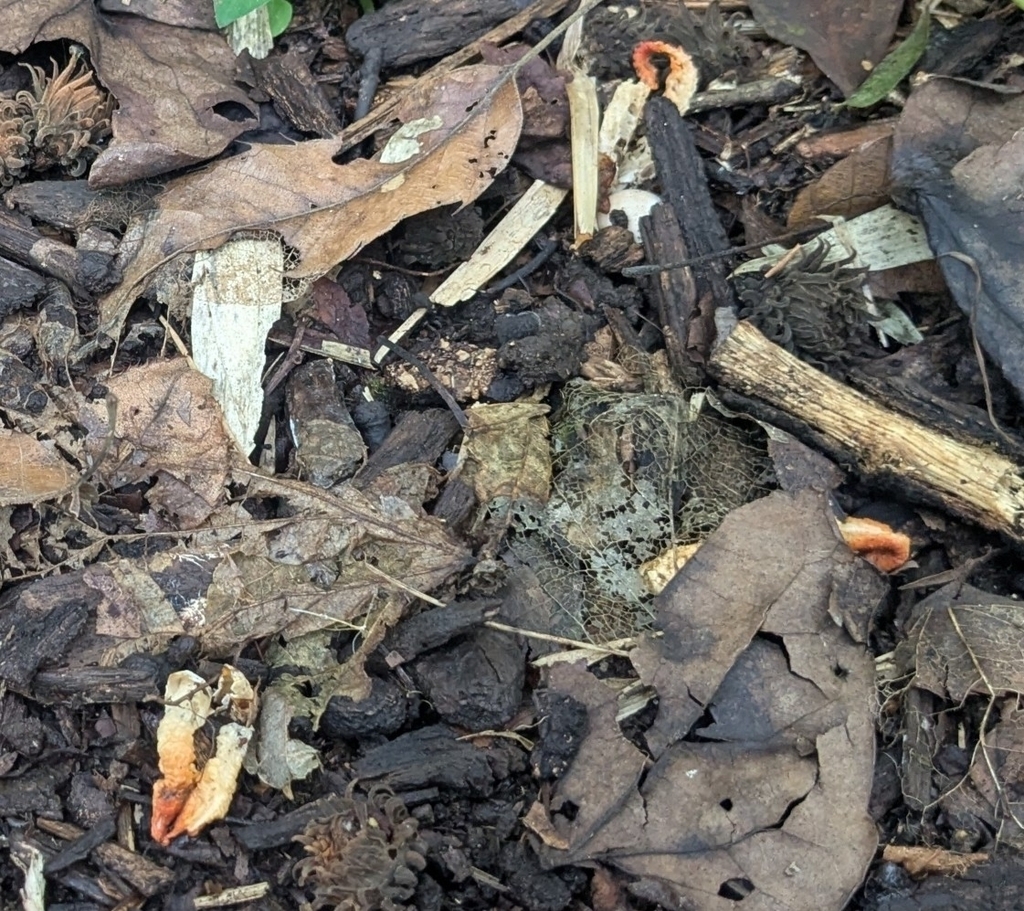 Clathrus bicolumnatus · October 2025 · photo: © mami_t_t (iNaturalist, cc-by)