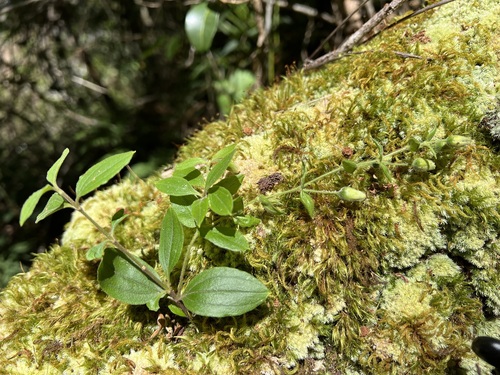 Schiedea viscosa observed 2024-07-18