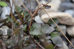 Cardamine glara