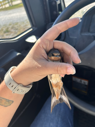 Barn Swallow