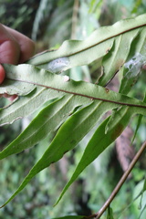 Pteris formosana