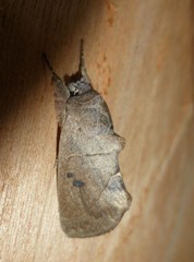 Hemiceratinae