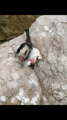 Sinistrofulgur pulleyi