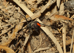 Latrodectus cinctus