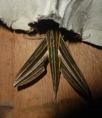 Xylophanes titana