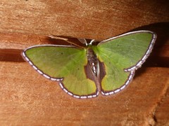 Synchlora astraeoides
