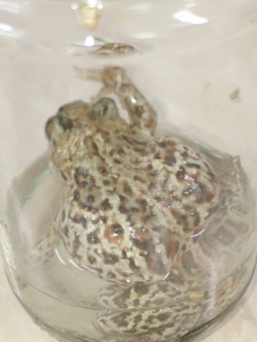 Common Spadefoot