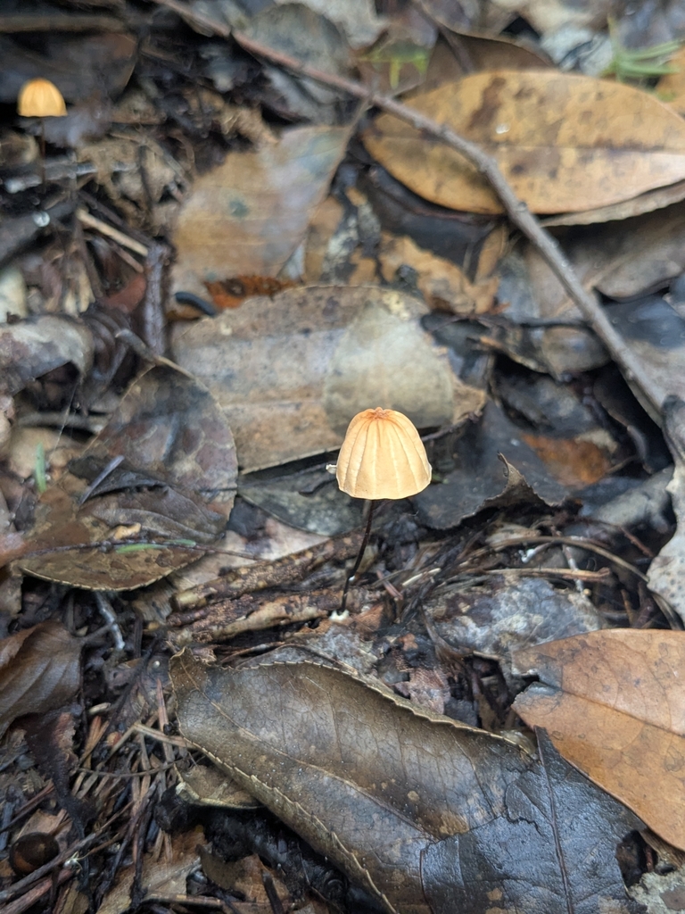 Marasmius siccus · October 2025 · photo: © mami_t_t (iNaturalist, cc-by)