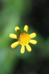 Acmella oppositifolia