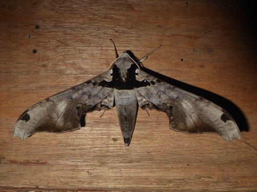 Adhemarius dentoni