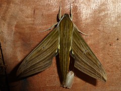 Xylophanes crotonis