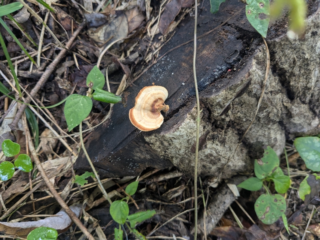 Microporus affinis · October 2025 · photo: © mami_t_t (iNaturalist, cc-by)
