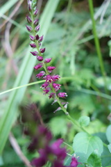 Veronicastrum loshanense