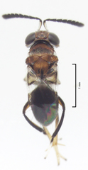 Encyrtus aurantii