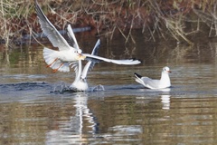 Chroicocephalus ridibundus