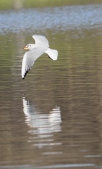 Chroicocephalus ridibundus