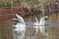 Chroicocephalus ridibundus