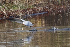 Chroicocephalus ridibundus