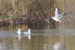 Chroicocephalus ridibundus