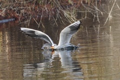 Chroicocephalus ridibundus