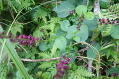 Veronicastrum loshanense