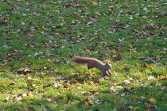 Sciurus vulgaris