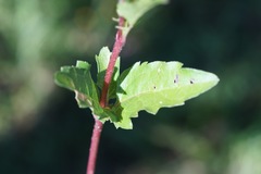 Acmella oppositifolia
