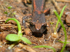 Batrachoseps diabolicus