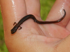 Batrachoseps diabolicus
