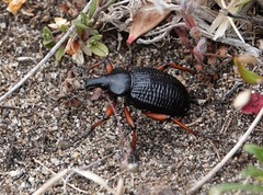 Cylydrorhinus angulatus