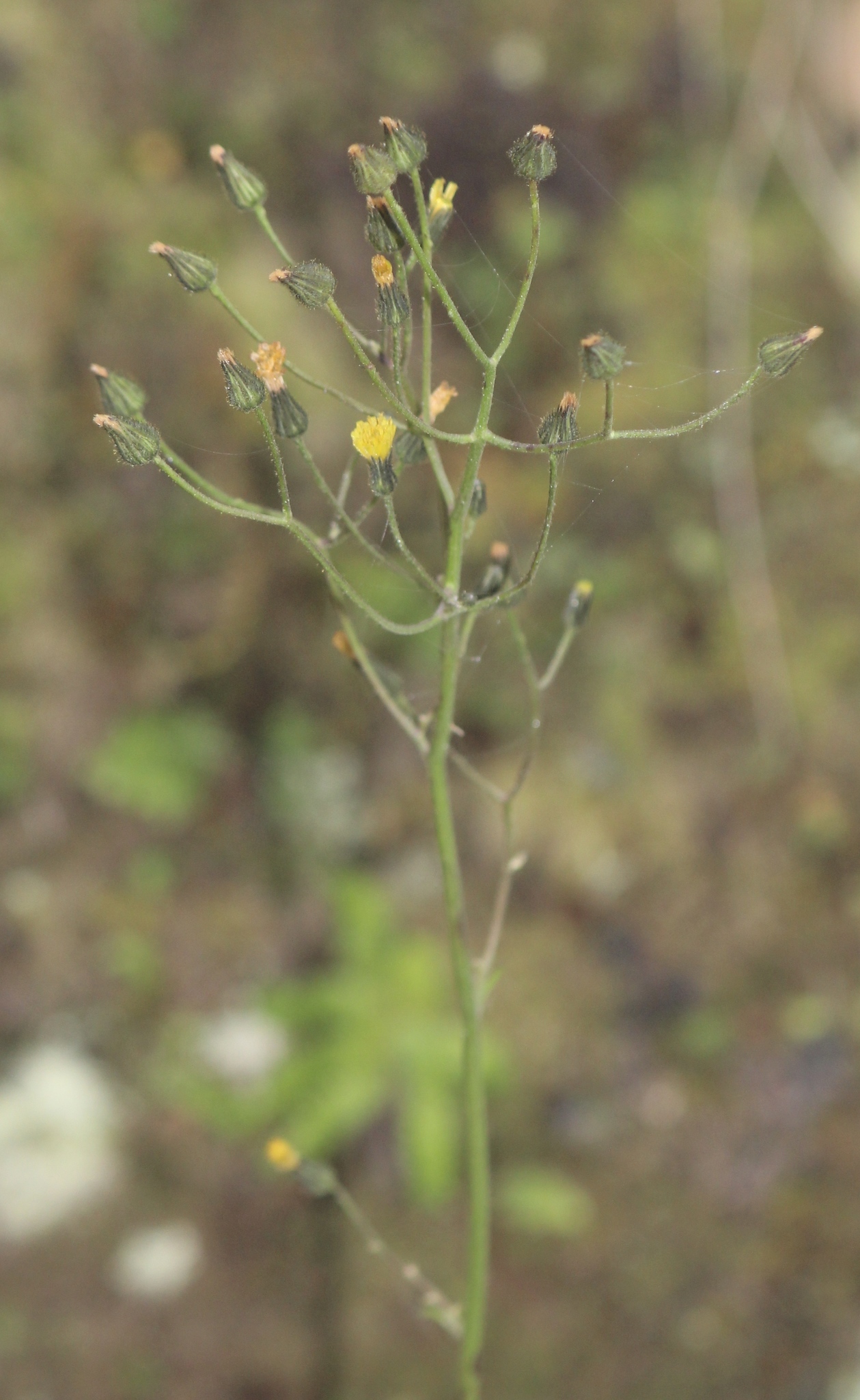 Hieracium pringlei