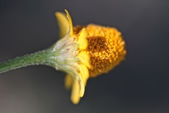 Acmella oppositifolia