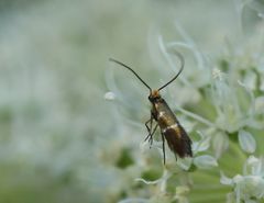Micropterix aruncella