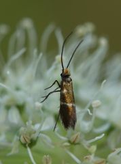 Micropterix aruncella